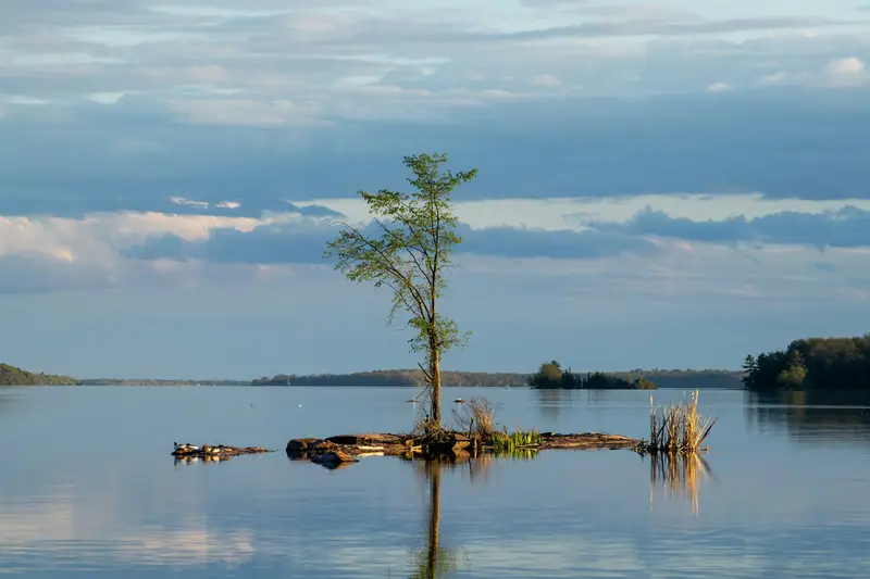 Single tree on a small island in a calm lake at dusk